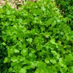 Aromatiques - Coriandre Cultivée - BIO - face recto